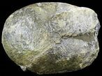 Amethyst Crystal Geode - Uruguay #50197-3